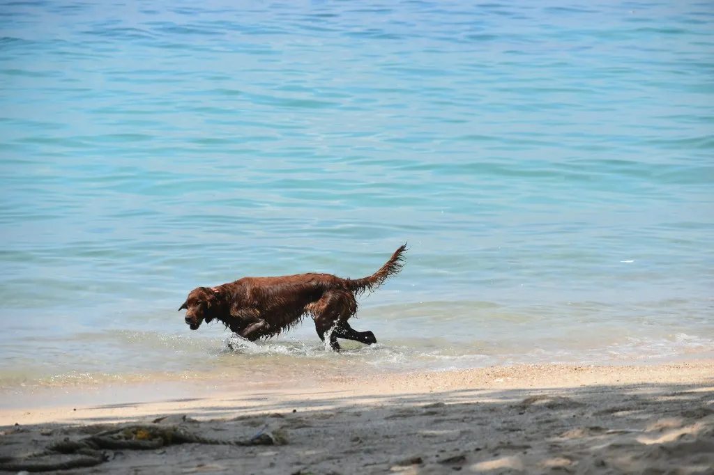 Dog running in the sea on a Cornish beach